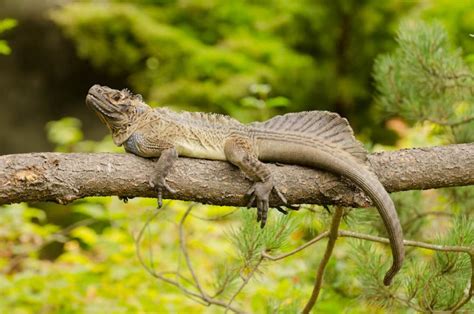 Philippine Sailfin Lizard Oregon Zoo