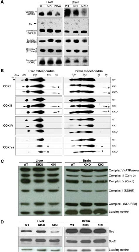 A Western Blot Analyses Of Isolated Mouse Mitochondria Separated By