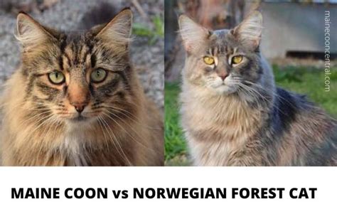 Maine Coon vs Norwegian Forest Cat – Maine Coon Central