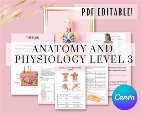 Anatomy And Physiology Level 3 Training Manual Etsy UK Anatomy And