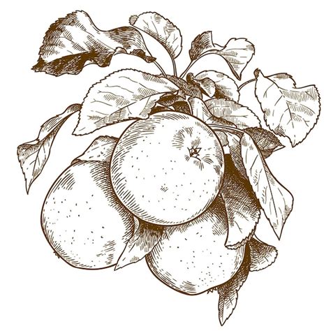 Premium Vector | Vector antique engraving drawing illustration of three apples on branch ...