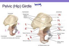 Exam Labeling Ch Pelvic Hip Girdle Quizlet