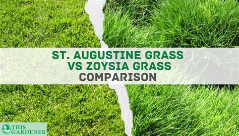 St Augustine Grass Vs Zoysia Grass 5key Differences And The Winner