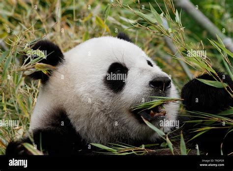 El panda gigante Ailuropoda melanoleuca comiendo bambú Fotografía de