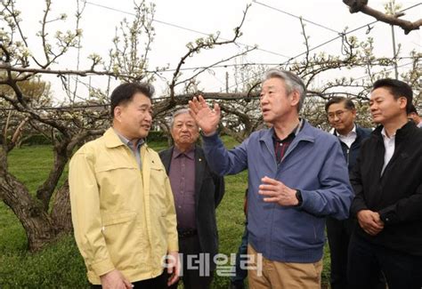 포토 배 저온피해 대응하는 강호동 농협회장 네이트 뉴스