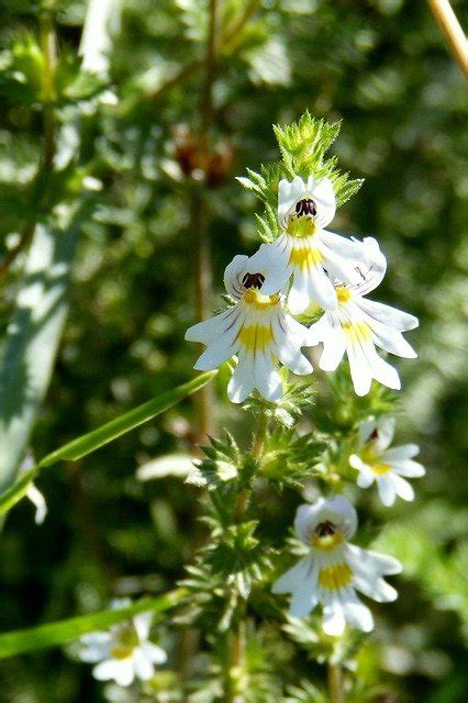 Euphrasia (Euphrasia officinalis) in homeopathy: properties, benefits ...