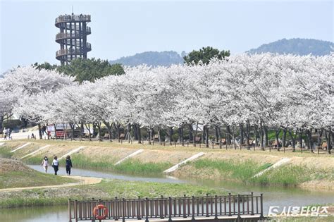 포토 시흥갯골생태공원에 만개한 벚꽃