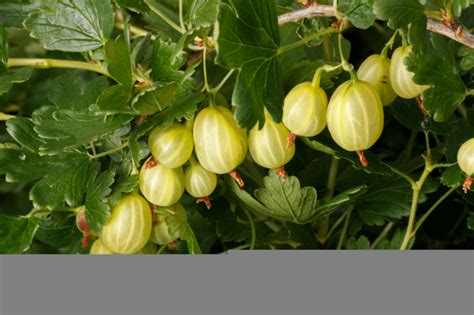 Stachelbeeren Vermehren Einfache Methoden Tipps