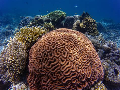 Conservación Y Concienciación Protegiendo Los Arrecifes De Coral