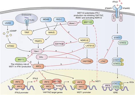 Frontiers The Crosstalk Between Hippo YAP Pathway And Innate Immunity