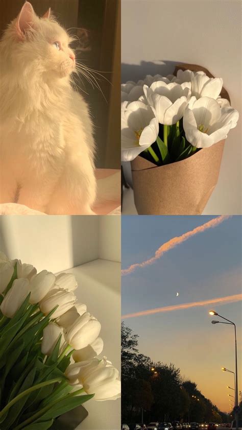 Ghim của Đoàn Khánh Duy trên Hình nền điện thoại hot TIK TOK Ảnh vintage