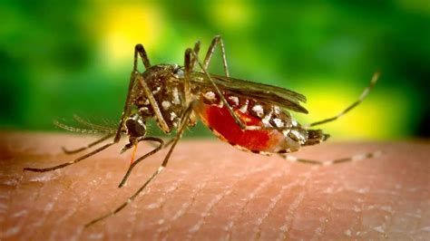 Dengue Symptomsबढ़ते बुखार के साथ उल्टी होना हो सकता है खतरनाक क्या