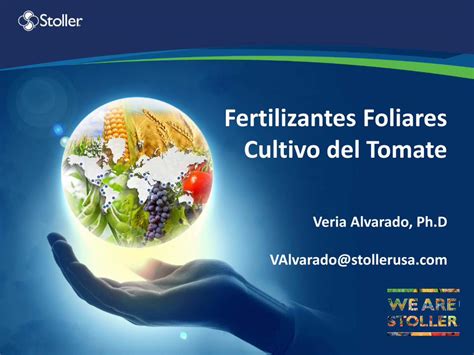 PDF Fertilizantes Foliares Cultivo Del Tomate Complementa La