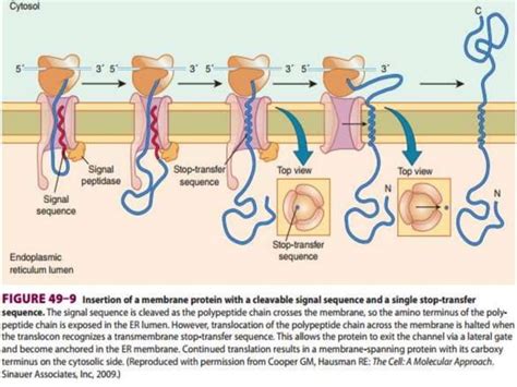 Intracellular trafficking and protein sorting 
