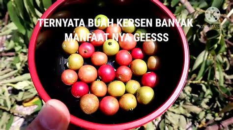 Manfaat Buah Kersen Atau Ceri Untuk Kesehatan The Benefits Of Cherry