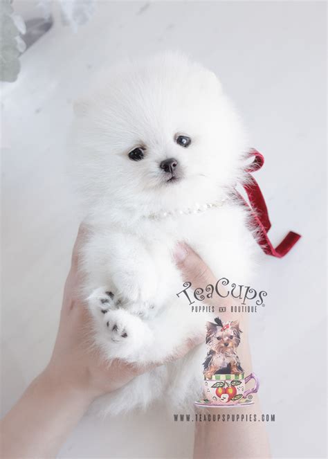 Pomeranian Puppies Florida Teacup Puppies Boutique