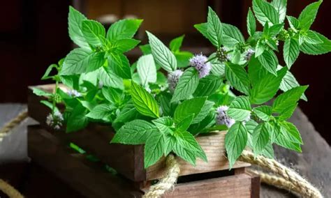 Plantas Saiba Quais Trazem Boas Ou M S Vibra Es Para O Seu Lar