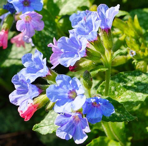 Pulmonaria Lonlora Roy Davidson Lungwort Degroot