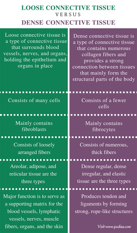 Difference Between Loose and Dense Connective Tissue | Definition ...