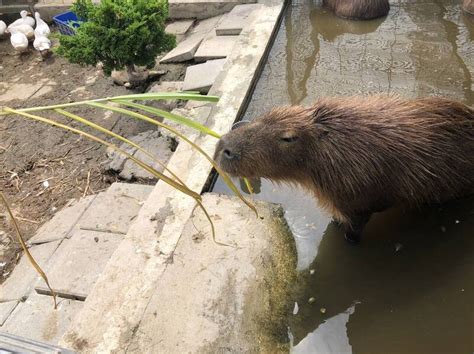 大老鼠？竹縣新豐「水豚君」出沒引騷動 圍捕3小時「落網」 新竹縣 自由時報電子報