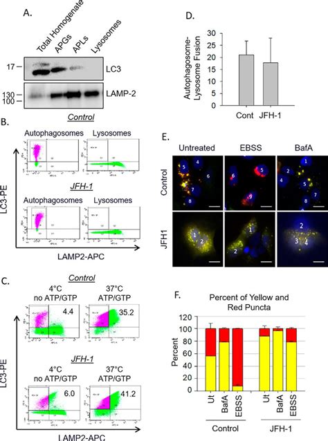 Hepatitis C Virus Infection Increases Autophagosome Stability By