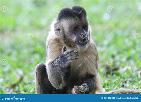 Closeup Of Tufted Capuchin Monkey Sapajus Apella Capuchin Monkey