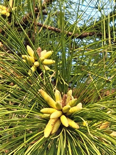 Loblolly Pine Trees Pinus Taeda ®loblolly 3 Gallon Plant Online