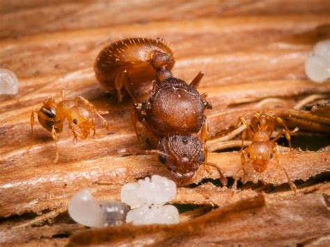 Biology And Ecology Of Little Fire Ants Hawaii Ant Lab Hawaii Ant Lab