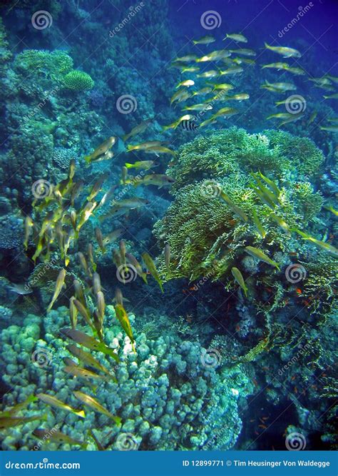 Shoal stock image. Image of life, zoology, scuba, underwater - 12899771