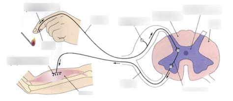 Diagram Of Reflex Arc Quizlet