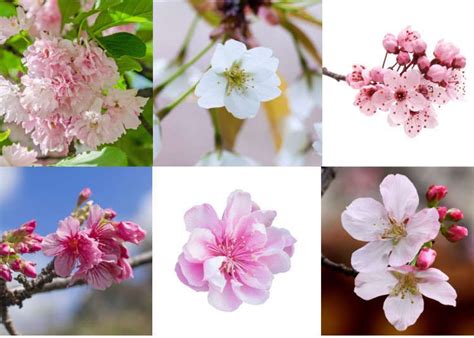 Types Of Cherry Blossom Tree | [+] CHERRY BLOSSOM