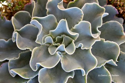 A Ruffled Echeveria Planting Flowers Cacti And Succulents Planting