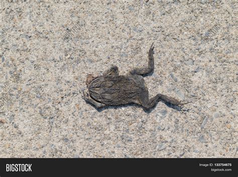 Dead Toad On Road Image & Photo (Free Trial) | Bigstock