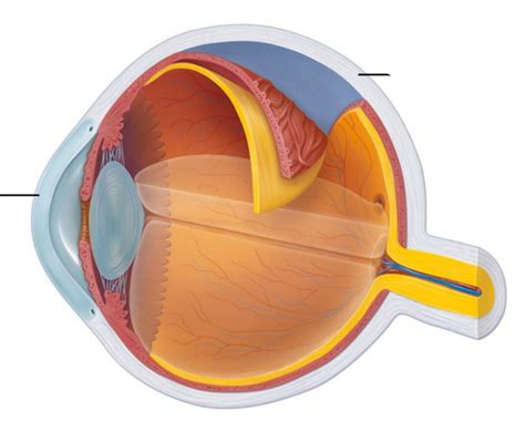 6 Fibrous And Vascular Layers Diagram Quizlet