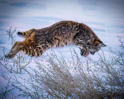 Bobcat Or Lynx Heres How You Can Tell Vaildaily