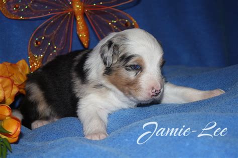 Schwarze Perlchen Australian Shepherd Welpen Asca Papiere In Hagen