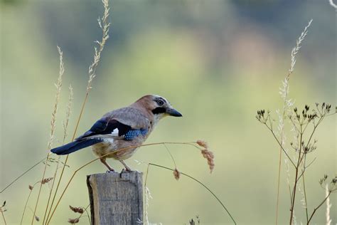 Geai des chênes Garrulus glandarius Eurasian Jay Flickr