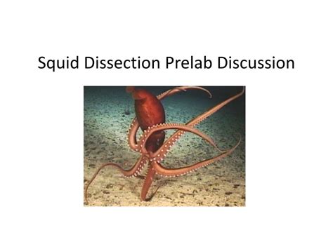 PPT Squid Dissection Prelab Discussion PowerPoint Presentation Free