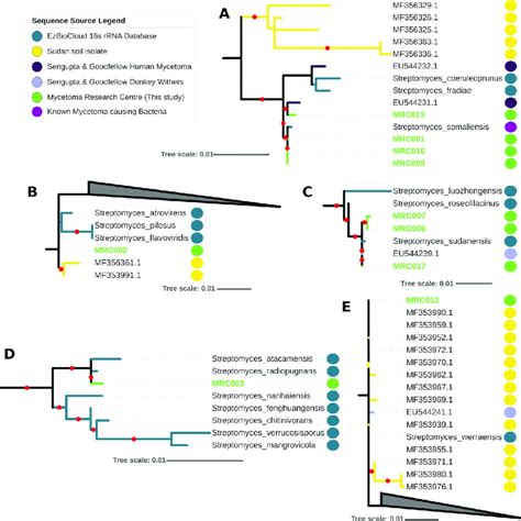 Extracts From The 16s Rrna Phylogenies Of Streptomyces Full Figure In