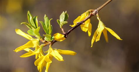 Taille Du Forsythia Comment Le Faire Et Quelle P Riode Le Tuto