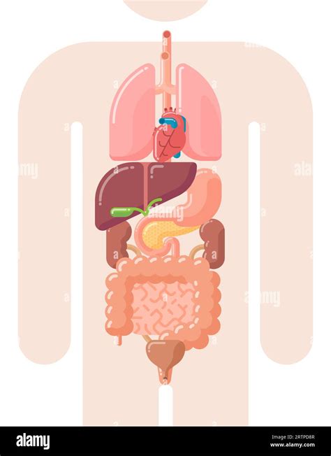 Flat Design Vector Illustration Of Human Internal Organs Lungs Heart