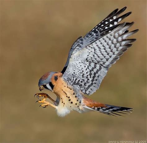 American Kestrel In Flight American Kestrel Beautiful Birds Birds