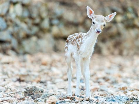 These Cute Baby Deer Are Basically Forest Puppies Always Pets