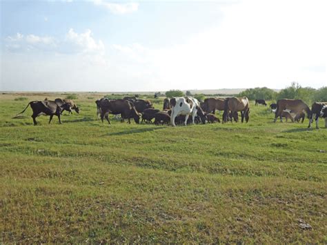 An example of a mixed grazing pattern where horses, cattle and caprines ...