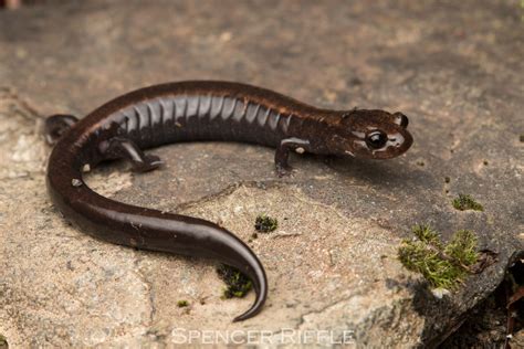 Del Norte Salamander in January 2019 by spencer_riffle · iNaturalist