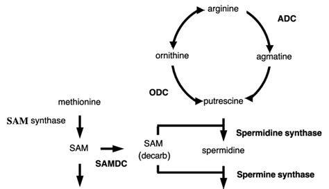 Polyamine Biosynthesis Pathway In Plants Adc Arginine Decarboxylase