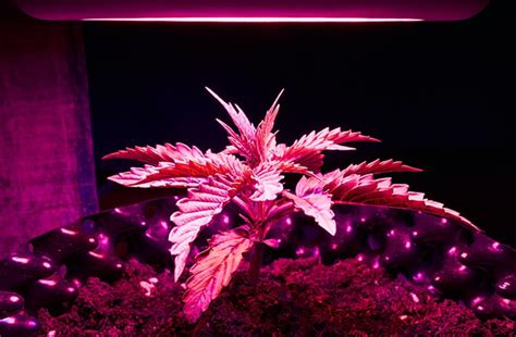 How to Choose the Right Lighting for Grow Room | Flurry Journal