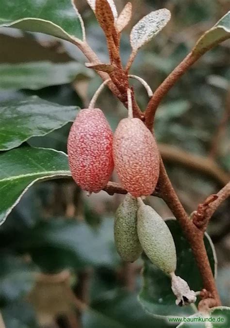 Wintergrüne Ölweide Elaeagnus x ebbingei Früchte bestimmen