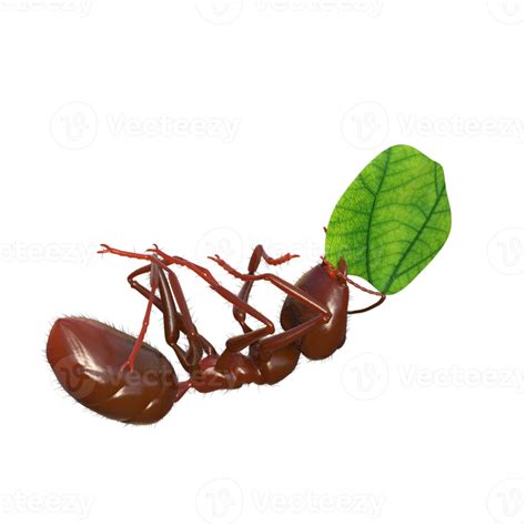 Ant 3d Rendering 11812431 Png