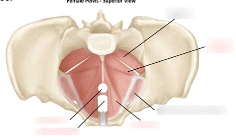 Pelvic Floor Diagram Quizlet